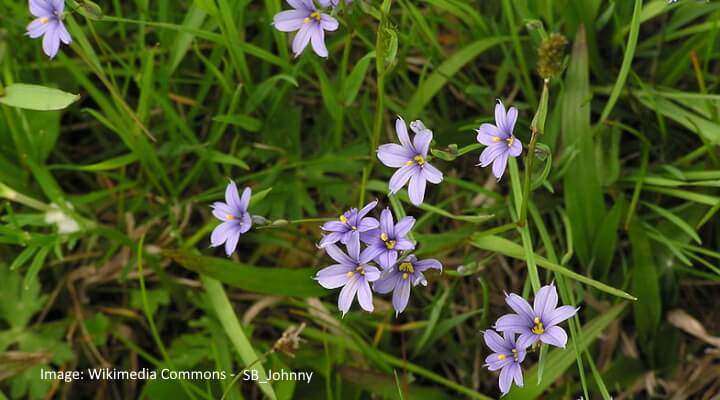 Strict Blue-Eyed Grass Sisyrinchium montanum with star-shaped purple flowers and yellow centers, native groundcover