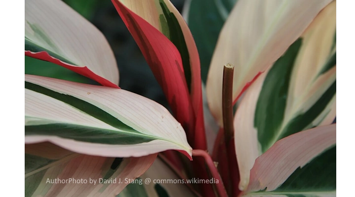 close-up of stromanthe triostar foliage showing vibrant pink stems and multicolored leaves