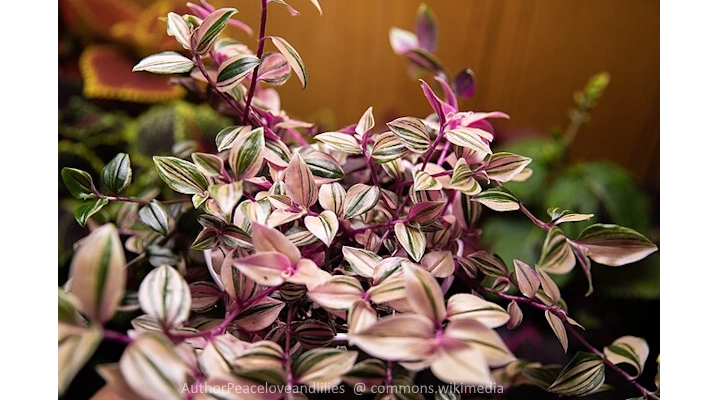 close-up of trailing tradescantia plant showing vibrant pink and cream variegation