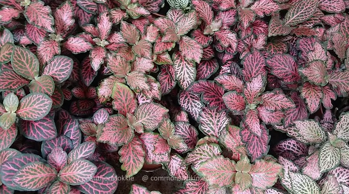 cluster of fittonia nerve plants with pink and red veining