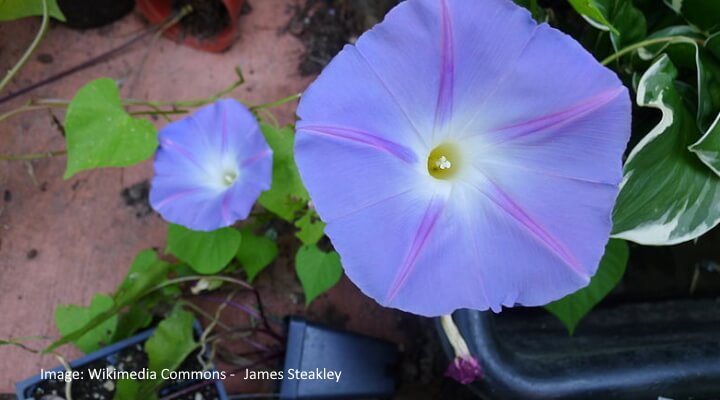 Morning Glory Ipomoea tricolor in vibrant purple with yellow throat, fast-growing flowering vine