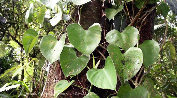 Wild Philodendron erubescens climbing a tree with green heart-shaped leaves