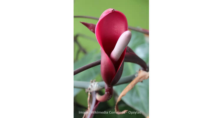 pink princess philodendron flowers