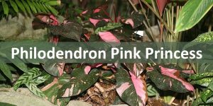 philodendron pink princess myplantfactor