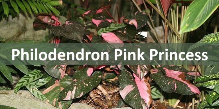 philodendron pink princess myplantfactor