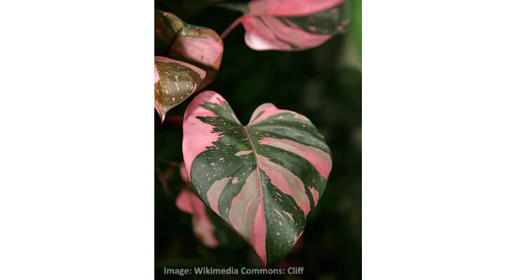 Close-up of Philodendron Pink Princess leaf with pink and green variegation
