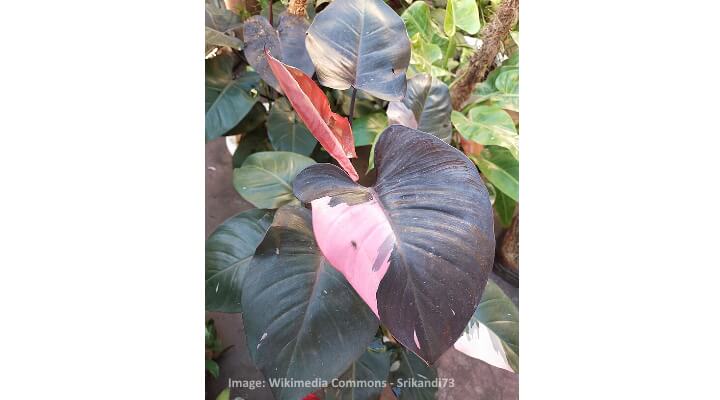 philodendron pink princess leaves
