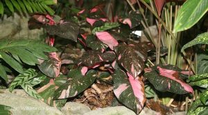 Close-up of Philodendron Pink Princess leaf showing pink variegation and dark green base