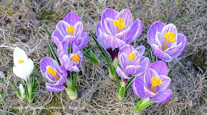 Pickwick Crocus Crocus vernus with striped purple petals and yellow stamens, early blooming flower bulb