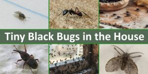 tiny black bugs in house