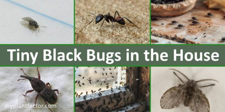 tiny black bugs in house