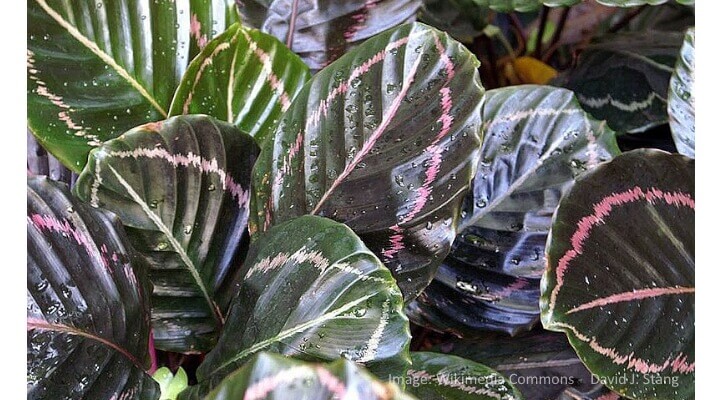 Calathea prayer plant leaves with pink variegation—cat-safe alternative to snake plants.