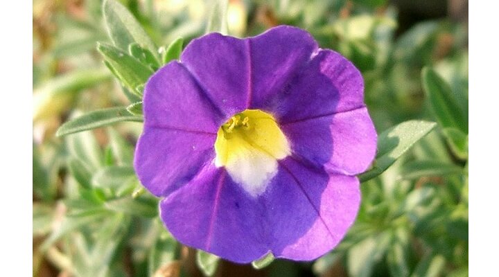 Purple Million Bells