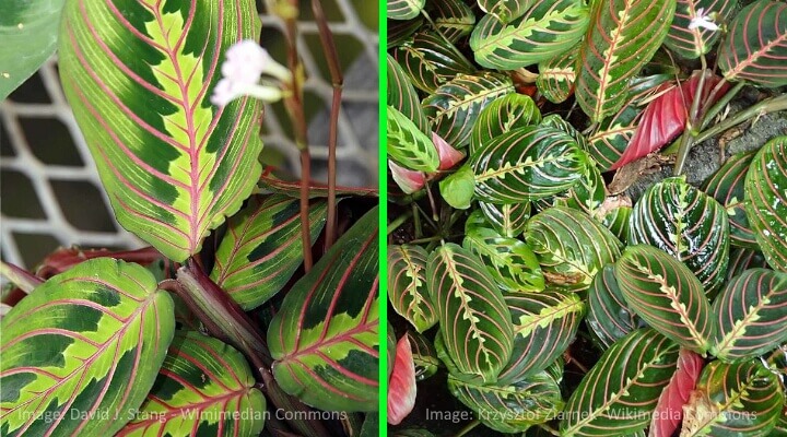prayer plant maranta leuconeura