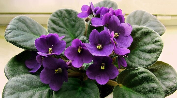 purple flowers green leaves