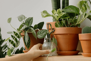 watering hoya plants