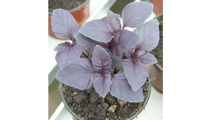 Osmin Purple Basil (Ocimum basilicum)