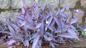 tradescantia pallida