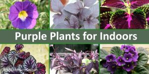 purple plants