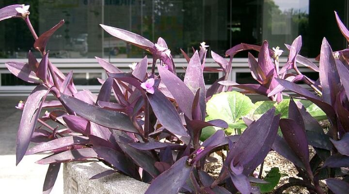 Tradescantia pallida