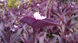 purple heart plant