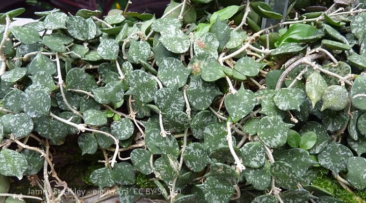 Characteristics of popular Hoya varieties