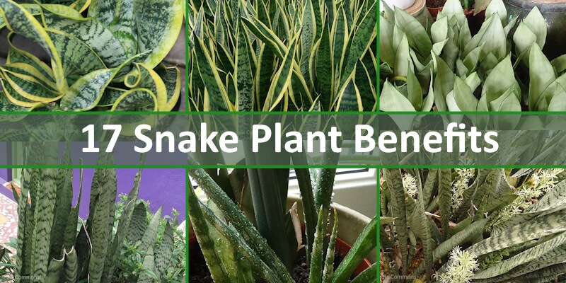 snake plant benefits