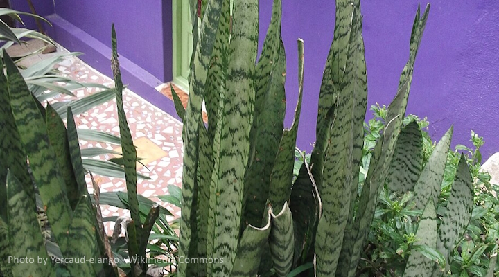 Snake plant with terracotta pot cut away to reveal exposed rhizome and root system for propagation demonstration
