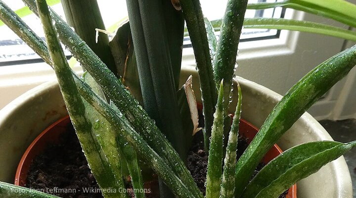 Healthy snake plant leaves with visible flower shoot emerging
