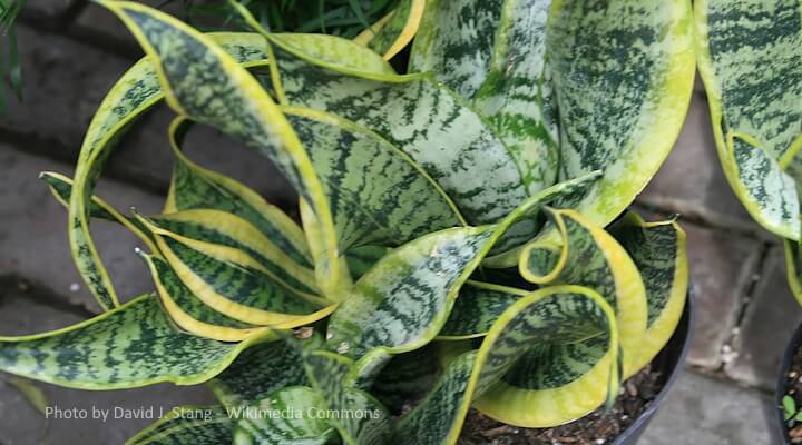 Fleshy green snake plant leaves—contain saponins that upset cat stomachs