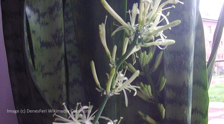 Snake plant flowers in east-facing window with bright indirect sunlight