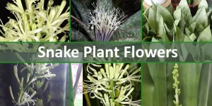 varieties of snake plant flowers
