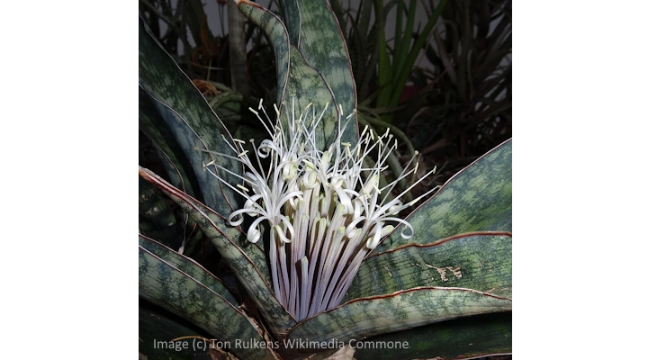 snake plant flower can sometime cause drooping. Tall, upright snake plant leaves growing outdoors against a purple wall, showing healthy vertical growth.