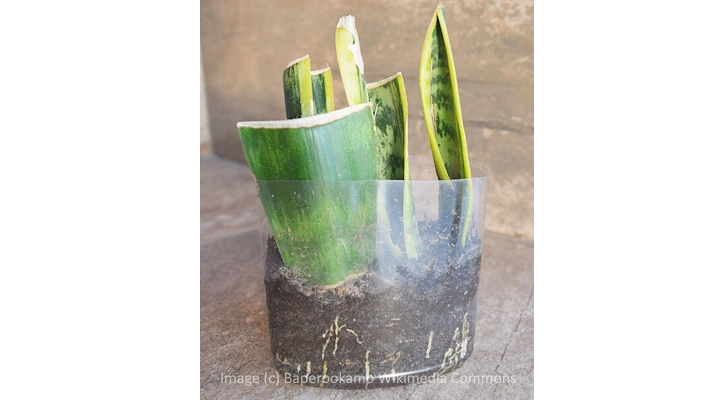Snake plant leaf cuttings in soil showing early propagation stage