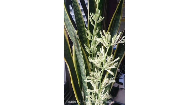 Mature snake plant flower opening during night with fragrance