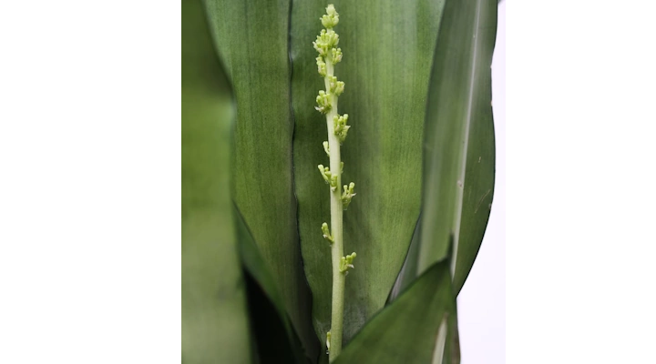 Indoor snake plant blooming under sufficient light conditions