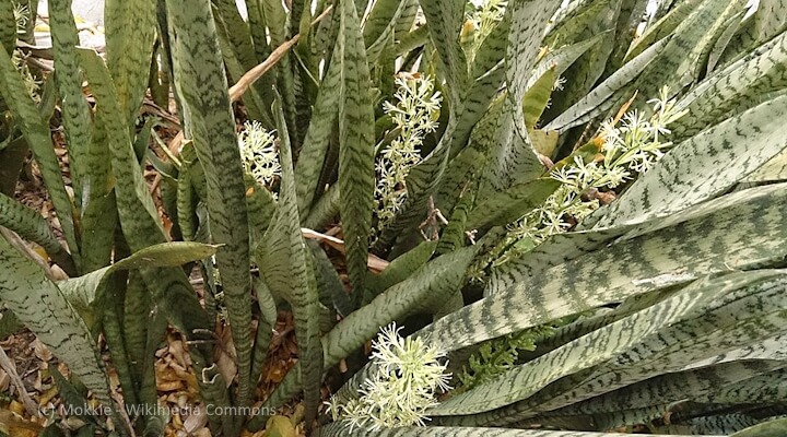Tall snake plant flowers with creamy white flowers outdoors