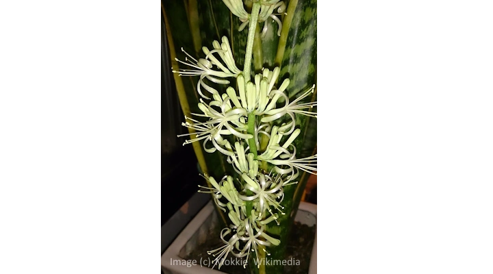 Close-up of Dracaena trifasciata flower stalk and sticky nectar