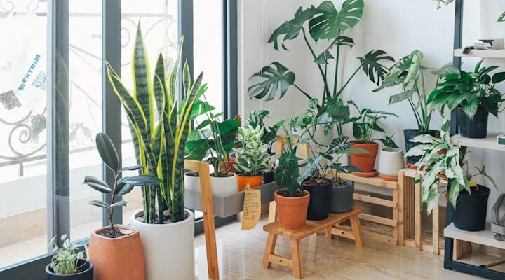 Indoor plant collection featuring a tall snake plant—keep out of reach from cats due to toxicity risks