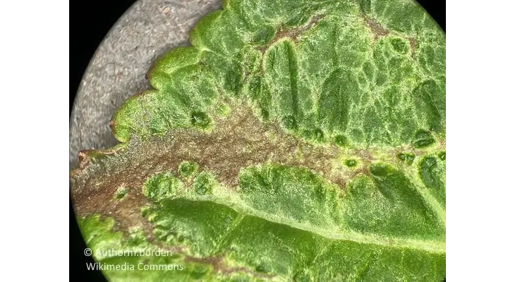 Houseplant leaf with silvery streaks and tissue collapse from thrips feeding