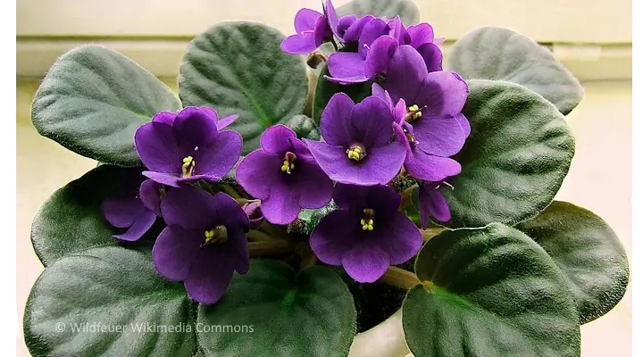 small houseplant africian violet saintpaulia in a small pot on a windowsill