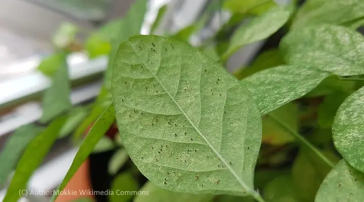 early spider mite damage on houseplant leaf with visible stippling and black specks