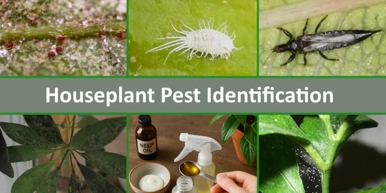 Collage of common houseplant pests including spider mites, mealybugs, thrips, sooty mold, neem oil spray, and pest damage on leaves