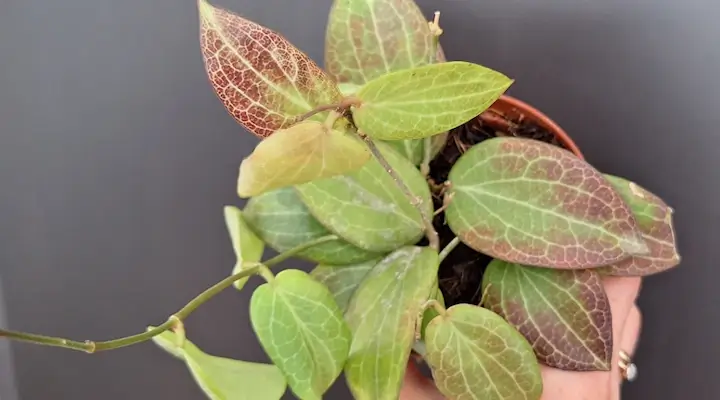 image of hoya fitchii showing coloration from sun stress
