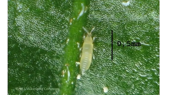 Thrip nymph feeding on a leaf, showing pale yellow translucent body