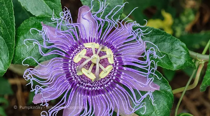 passiflora with beautiful flowers and spindly petals contrasting with shiny green leaves