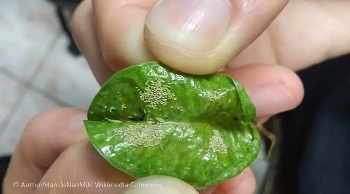 Houseplant leaf curled and speckled with white scarring from thrips on plants damage