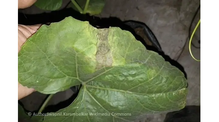 Thrips damage on houseplant leaf showing bronze and brown scarring along veins