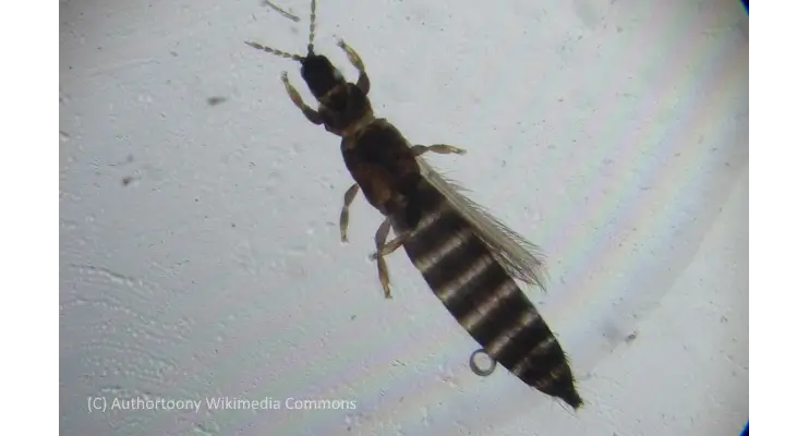 Adult thrip with black body and fringed wings resting on houseplant leaf