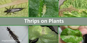 Close-up images of thrips and thrips damage on houseplants, showing black and yellow adult thrips, silver leaf scarring, and distorted foliage – myplantfactor.com